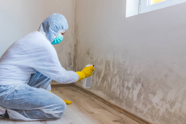 Black mold inspection in Skillman